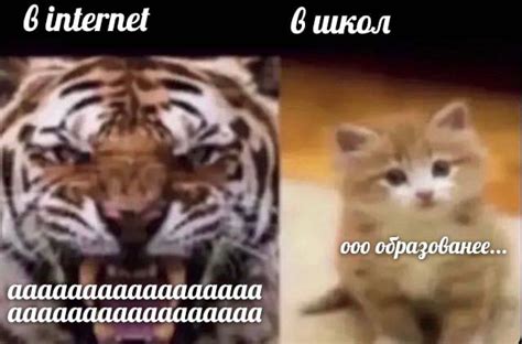 Memy_pro_kotow | Memes, Silly memes, Funny