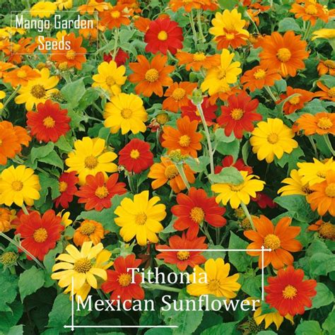 Mexican Sunflower Seeds 30 Seed Pot Friendly Tanam Pasu Tithonia