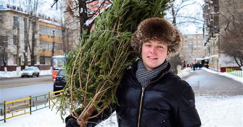 Живая елка дома в горшке