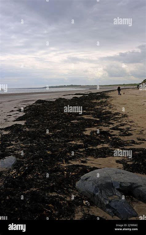 The Beach At Boulmer On A Spring Day Northumberland Stock Photo Alamy