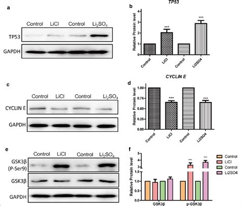 Lithium Controls Human Cardiomyocytes By Gsk3β Signaling A Western