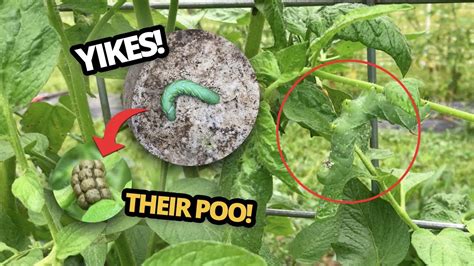 Hunting Tomato Hornworms Garden Pest Control Adventure 🍅🐛 Youtube