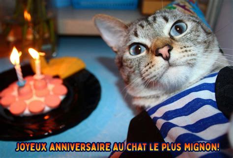 Joyeux Anniversaire Au Chat Images 50 Cartes De Voeux Gratuites