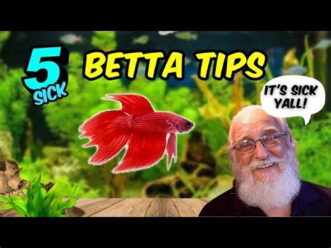 Guía rápida para salvar a un pez betta moribundo Reefcentral org