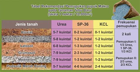 Budidaya Tebu Metode Pupuk Berimbang Hasil Maksimal Agrokompleks Kita