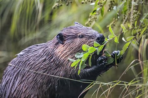 689 Beaver Eating Wood Stock Photos Free And Royalty Free Stock Photos