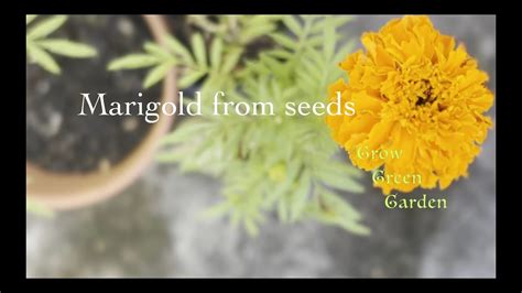 How To Grow Marigold From Seeds Youtube