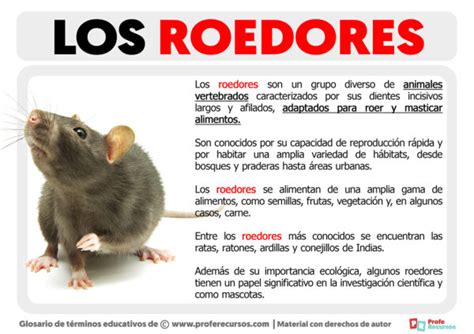 Qu Son Los Roedores Definici N De Roedor