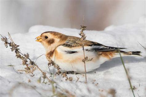 Snow Bunting | Bird Identification Guide | Bird Spot