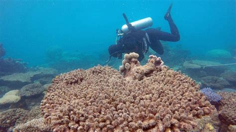 Great Barrier Reef Suffered Worst Bleaching On Record In 2016 Report