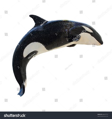 Leaping Killer Whale Orca Orcinus Isolated Stock Photo Edit Now 86547727