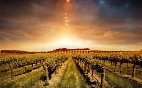 Vineyard Wallpapers - Wallpaper Cave