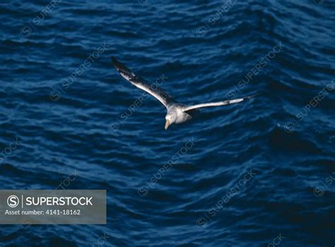 Southern Giant Petrel In Flight Macronectes Giganteus Superstock