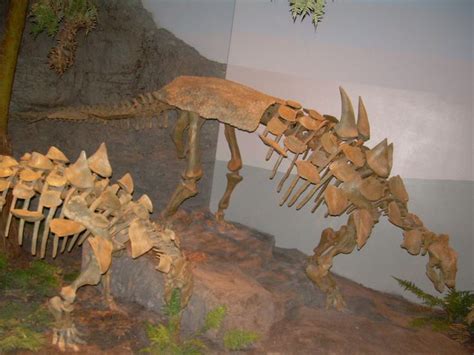 1000+ images about Dinos and Fossils on Pinterest