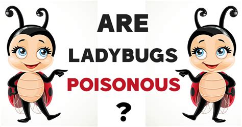 Are Ladybugs Poisonous? 5 Facts and Myths