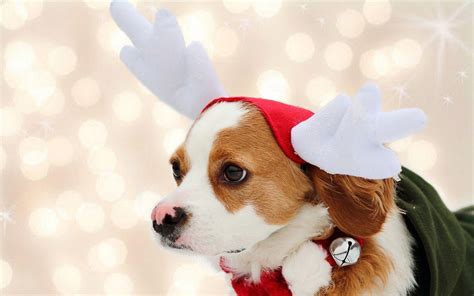 Dachshund Christmas Wallpapers Top Free Dachshund Christmas