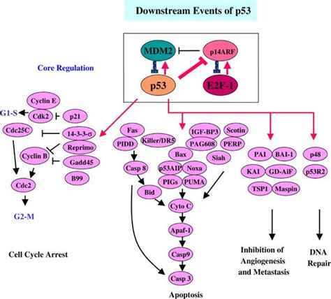 P53 Pathway Proteins Creative Biomart