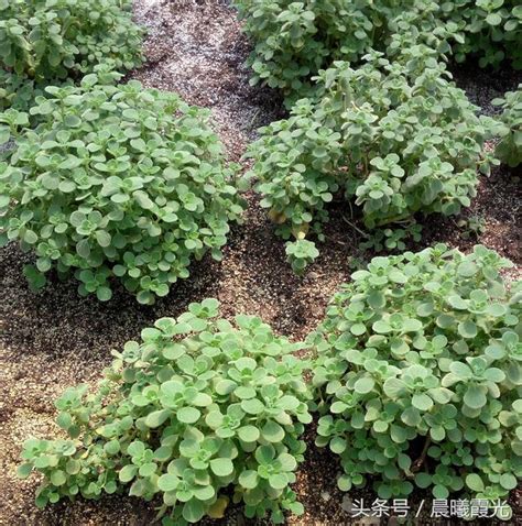 這種小植物一碰都香，既能食用、治病，又能美化環境，你見過沒有 每日頭條