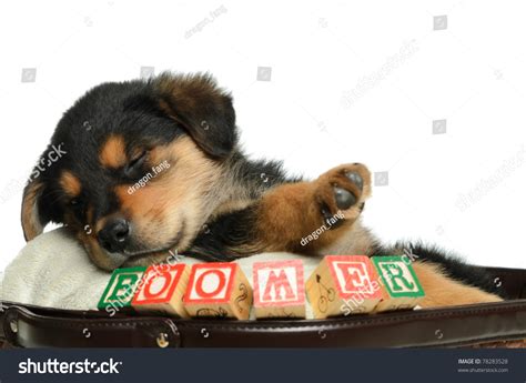 Sleeping Puppy Having Nap Basket Shot Stock Photo 78283528 | Shutterstock