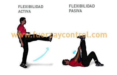 El músculo sólo se estira con acciones pasivas Flexibilidad activa y