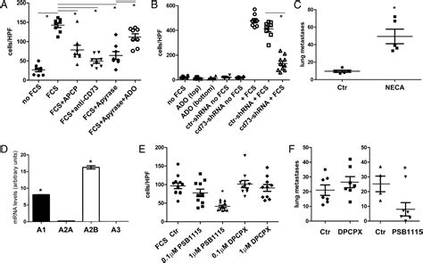 Anti Cd Antibody Therapy Inhibits Breast Tumor Growth And Metastasis