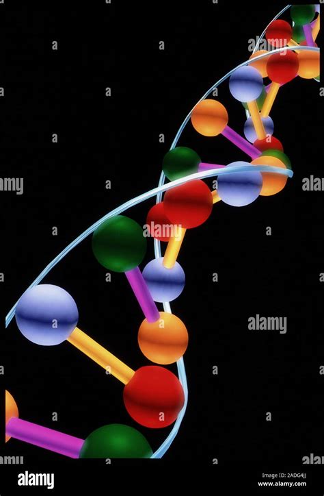 Dna With Base Pairs Computer Representation Of A Segment Of The