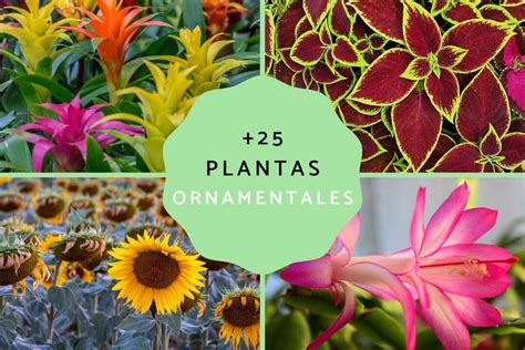 Descubre cómo se clasifican las plantas una guía completa