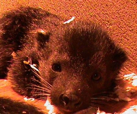 The Binturong: A Sweet Smelling Tree-Climber - Baby Animal Zoo