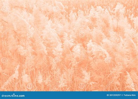 Dry Pampas Grass Field Trending Color Of Year 2024 Stock Image Image