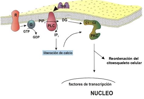 Funci N De La Pkc La Prote Na Quinasa C