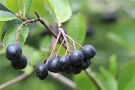 Chokeberry Bush Branch With Dark Purple Fruit With Green Fresh Leaves On The Forest Bright