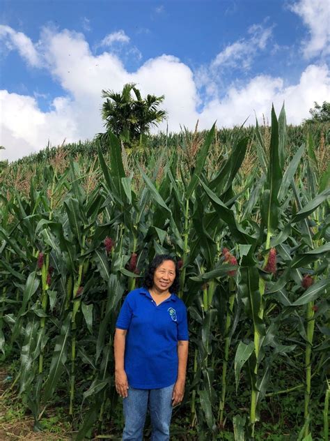 Research On Gmo Maize On Negros Philippines Advantages And Roadblocks