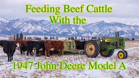 Feeding Beef Cattle With The John Deere Model A Fall Youtube