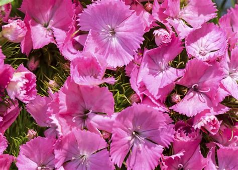 Dianthus Barbatus Garten Bart Nelke