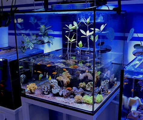 Tour Of Our Dedicated Mangrove And Coral Community Aquarium Video