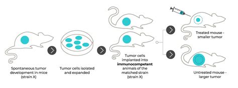 Syngeneic Mouse Models Melior Discovery