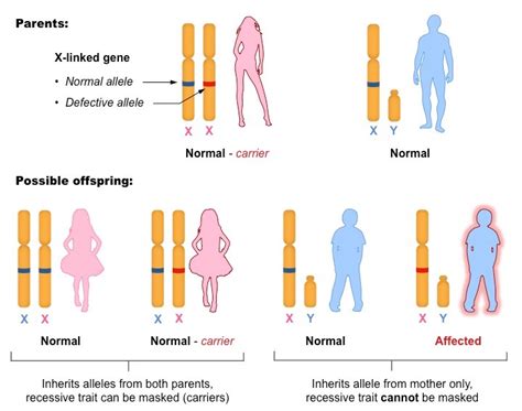 X Linked Gene X Chromosome Linked Genes In The Mature Sperm Influence