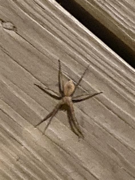 Is This A Brown Recluse North Carolina R Spiders