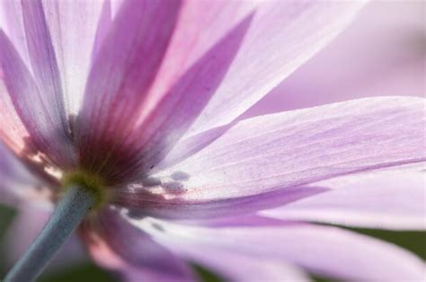 Premium Photo | Pink anemone flowers