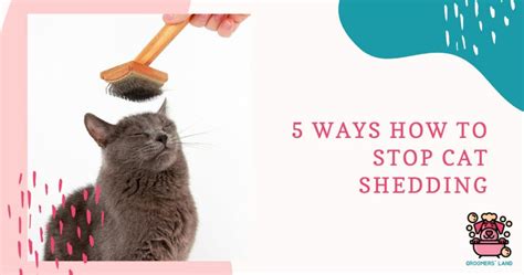 5 Ways How To Stop Cat Shedding Groomers Land