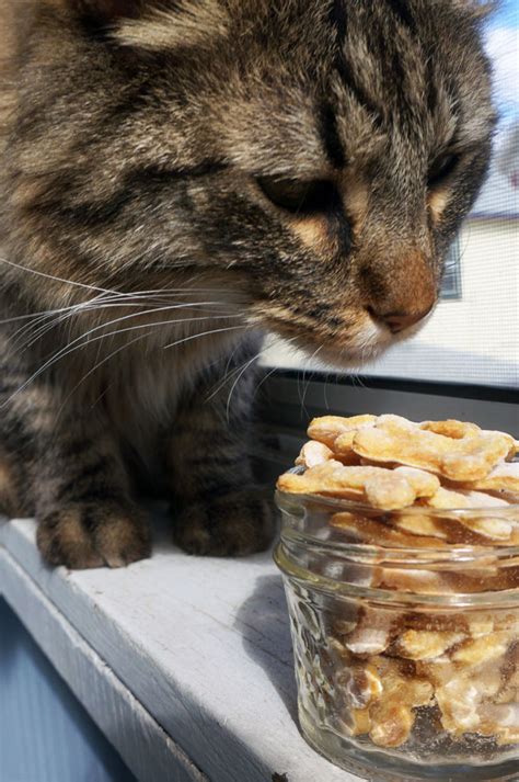 Tasty Tuna Cat Treats - Kitschen Cat