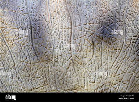 Skin texture dinosaur hi-res stock photography and images - Alamy