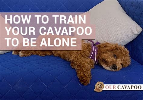 How To Train Your Cavapoo To Be Left Alone - Our Cavapoo