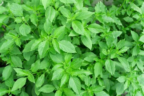 Graines De Basilic Citron Ocimum Basilicum Citriodorum Boutique