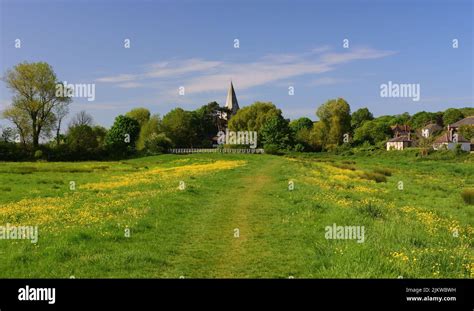 Buttercups In The Cuckmere River Valley And The Spire Of Saint Andrews