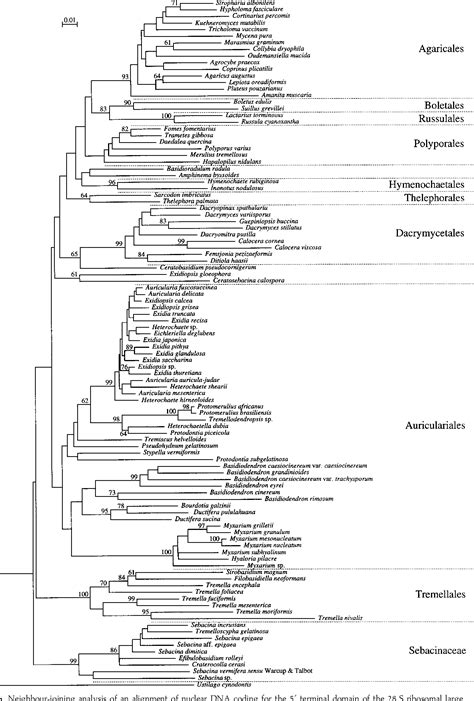 Figure From Phylogenetic Relationships In Auriculariales And Related