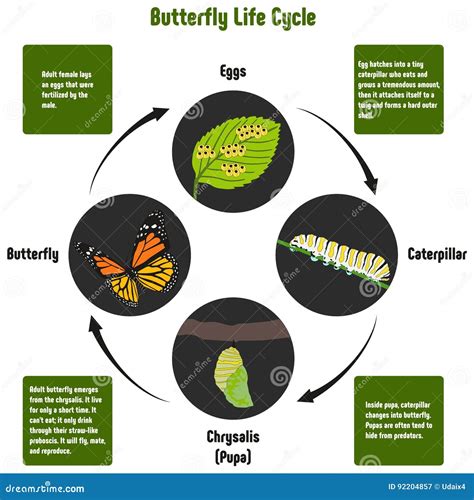 Diagrama Do Ciclo De Vida Da Borboleta Ilustra O Do Vetor Ilustra O