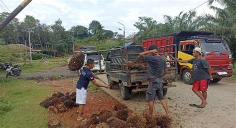 Pasokan Sulit PKS Di Bengkulu Naikan Harga TBS Sawit Rp 30 Kg