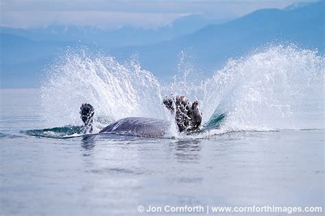 Humpback Whale Breach 144 Photo, Picture, Print | Cornforth Images