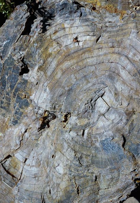 Fossilised Wood Stock Image C001 5738 Science Photo Library